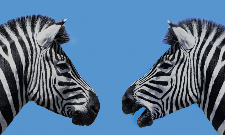 Zebras in contact