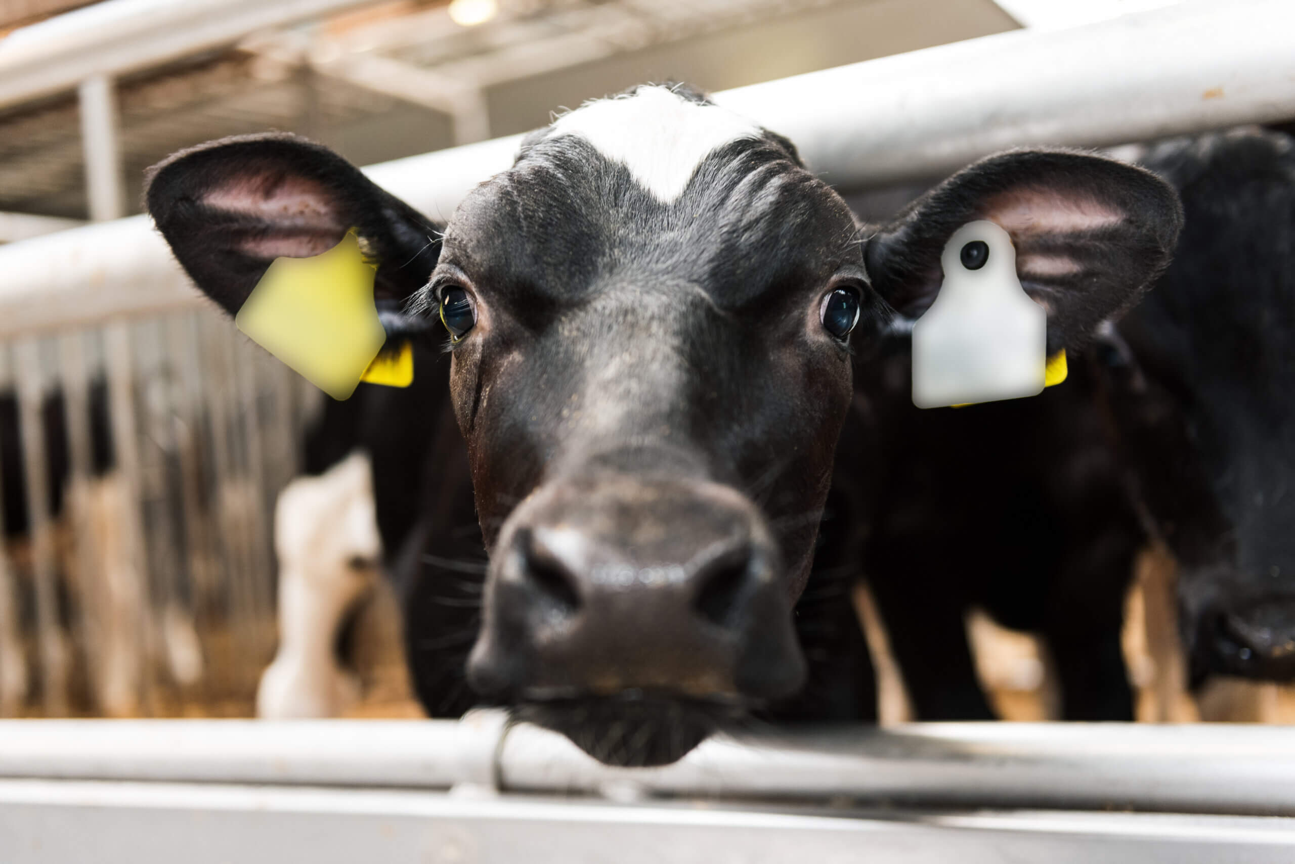 De veelzijdige Nederlandse kalverhouderij
